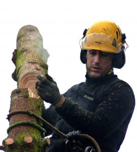 Baumpfleger Stefano beim Sägen im Baum